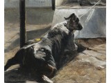 Downed Dairy Cow